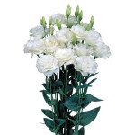 Еустома Маріачі F1 біла (white) /100 насінин (драже)/ *Sakata*