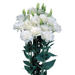 Эустома Мариачи F1 белая (white) /100 семян (драже)/ *Sakata*