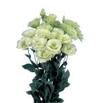 Эустома Мариачи F1 лайм грин (lime green) /100 семян (драже)/ *Sakata*