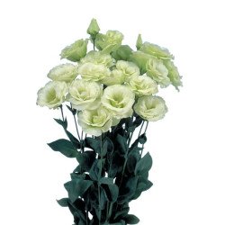 Эустома Мариачи F1 лайм грин (lime green) /100 семян (драже)/ *Sakata*