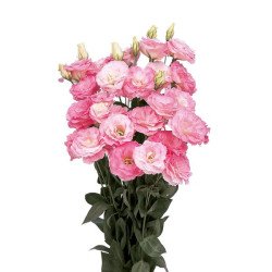 Эустома Мариачи F1 мисти пинк (misty pink) /100 семян (драже)/ *Sakata*