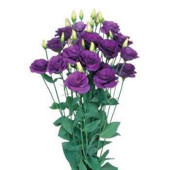 Эустома Мариачи F1 синяя (blue) /100 семян (драже)/ *Sakata*