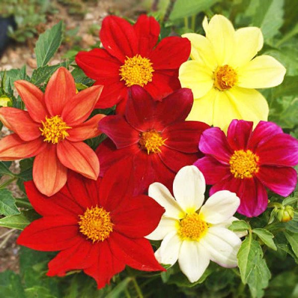 Семена георгины Миньон смесь (mix) /10 г/ *Hem Zaden*