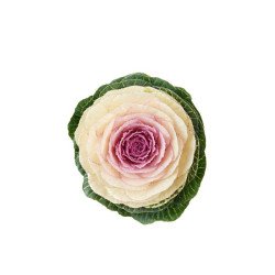 Капуста декоративна Кондор F1 біла (white) /100 насінин/ *Sakata*