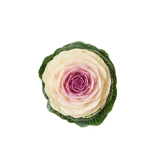 Насіння капусти декоративної Кондор F1 біла (white) /100 насінин/ *Sakata*