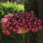 Катарантус Медітер F1 ампельний бургунді хало (burgundy halo) /100 насінин/ *Pan American*