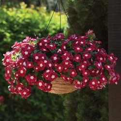 Катарантус Медитер F1 ампельный бургунди хало (burgundy halo) /100 семян/ *Pan American*