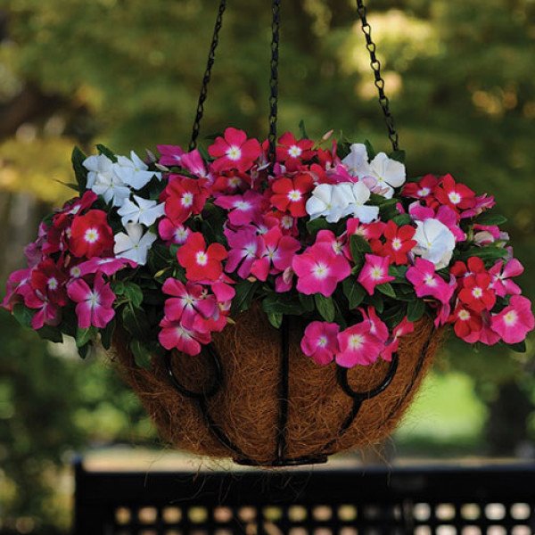 Семена катарантуса Медитер F1 ампельный смесь (mix) /100 семян/ *Pan American*