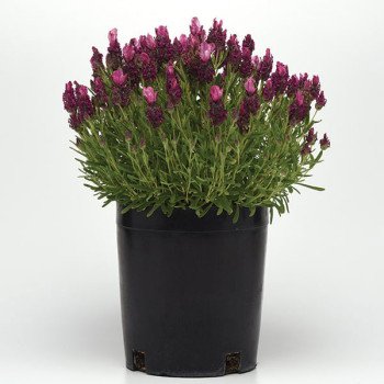 Лаванда Бандера темно-рожева (deep rose) /100 насінин/ *Pan American*