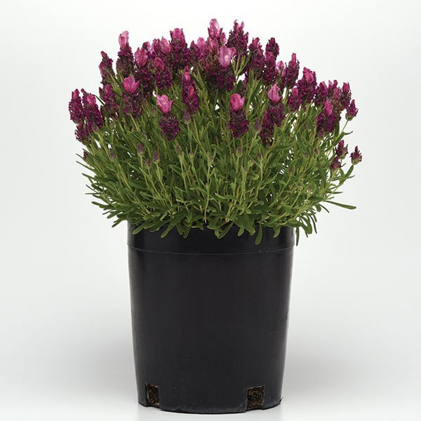 Семена лаванды Бандера темно-розовая (deep rose) /100 семян/ *Pan American*