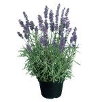 Лаванда Хідкоут синя /100 насінин/ *Benary*