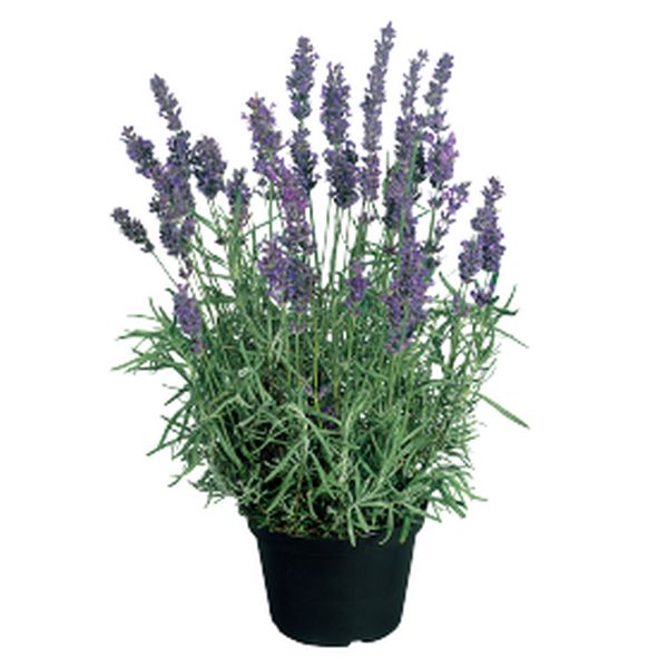 Насіння лаванди Хідкоут синя /100 насінин/ *Benary*