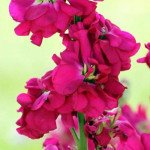 Матіола Хот Кейк малинова /200 насінин/ *Pan American*