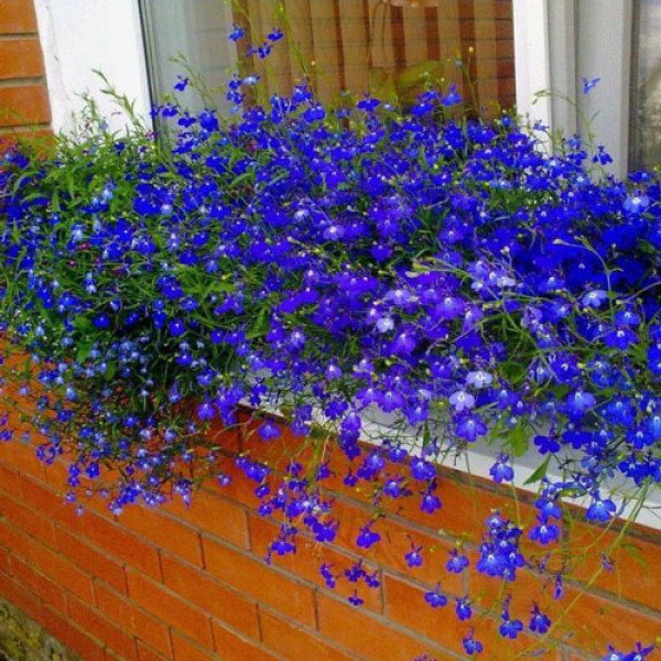 Семена лобелии Регатта марине блу (marine blue) /200 мультидраже/ *Pan American*