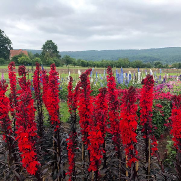 Семена лобелии Королева Виктория скарлет /100 семян (драже)/ *Benary*