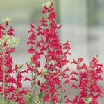 Лобелія багаторічна Фан бургунді (burgundy) /100 насінин (драже)/ *Benary*