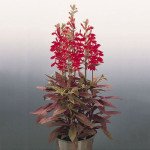 Лобелія багаторічна Фан скарлет (scarlet) /100 насінин (драже)/ *Benary*