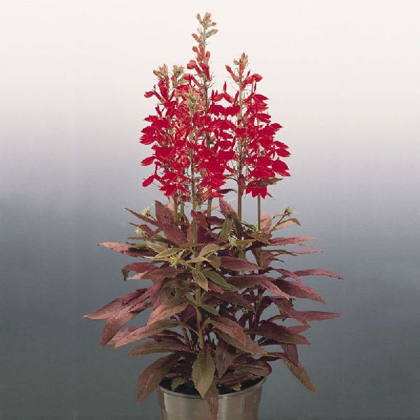 Семена лобелии многолетней Фан скарлет (scarlet) /100 семян (драже)/ *Benary*