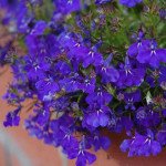 Лобелия Ривера марине блу (marine blue) /200 мультидраже/ *Pan American*