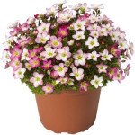 Ломикамінь Лофті пінк шейдс (pink shades) /100 насінин/ *Syngenta*