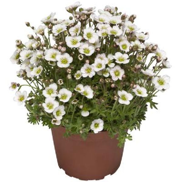 Насіння ломикаменю Лофті вайт блаш (white blush) /100 насінин/ *Syngenta*