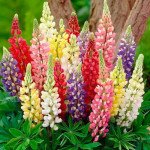 Люпин Люпіні суміш (mix) /100 насінин/ *Benary*