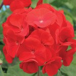 Пеларгония Алёна F1 /100 семян/ *Cerny*