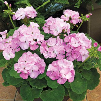 Пеларгония Пинто F1 лавандовая (lavander) /100 семян/ *Syngenta*