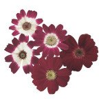 Перікалліс Стар Вос F1 кримсон з прожилками (crimson shades) /100 насінин/ *Sakata*