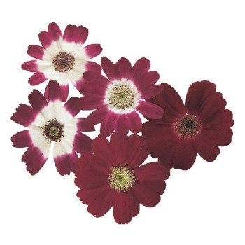 Перікалліс Стар Вос F1 кримсон з прожилками (crimson shades) /100 насінин/ *Sakata*