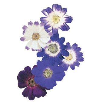 Перікалліс Стар Вос F1 синій з прожилками (blue shades) /100 насінин/ *Sakata*