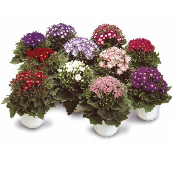 Насіння перікаллісу Стар Вос F1 суміш (mix) /100 насінин/ *Sakata*