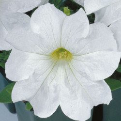 Петунія Ігл F1 біла (white) /1.000 насінин (драже)/ *Sakata*