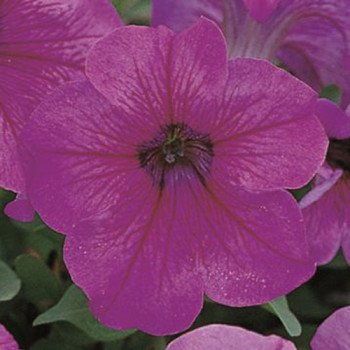 Петуния Игл F1 плам вейн (plum vein) /1.000 семян (драже)/ *Sakata*