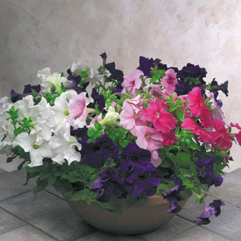 Петуния Игл F1 смесь (mix) /1.000 семян (драже)/ *Sakata*