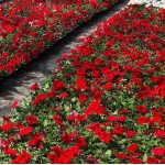 Петунія Ігл F1 червона (red) /1.000 насінин (драже)/ *Sakata*