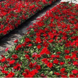 Петунія Ігл F1 червона (red) /1.000 насінин (драже)/ *Sakata*