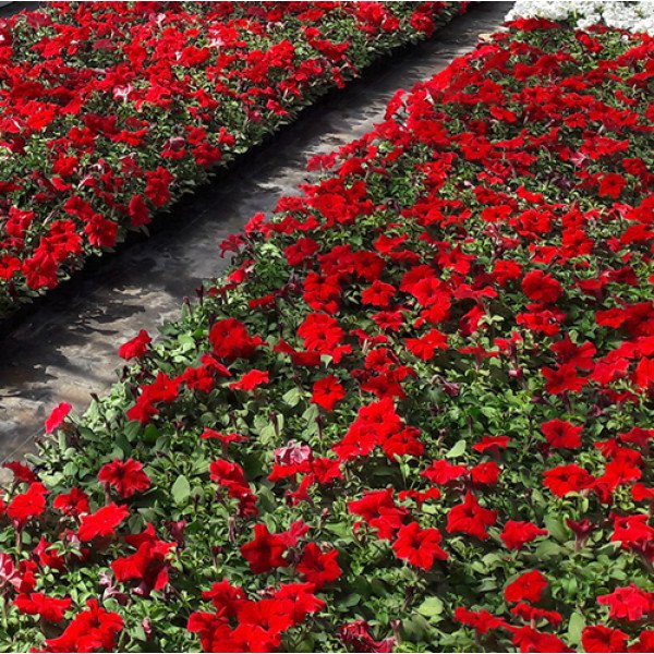 Насіння петунії Ігл F1 червона (red) /1.000 насінин (драже)/ *Sakata*