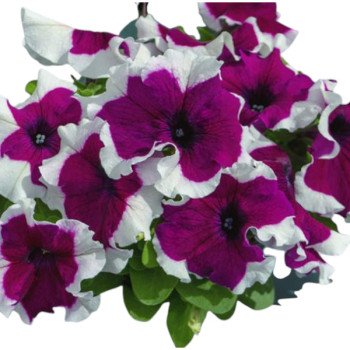 Петуния Лимбо F1 бургунди пикоти (burgundy picotee) /1.000 семян (драже)/ *Hem Genetics*