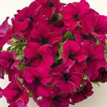 Петунія Саксесс F1 бургунді (burgundy) /500 насінин (драже)/ *Benary*