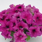 Петуния Саксесс F1 бургунди c прожилками (burgundy veined) /500 семян (драже)/ *Benary*