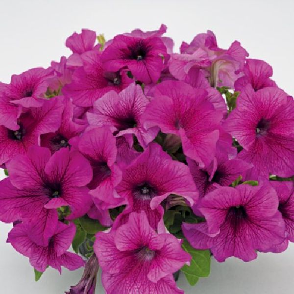 Семена петунии Саксесс F1 бургунди с прожилками (burgundy veined) /500 семян (драже)/ *Benary*