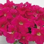 Петунія Саксесс F1 темно-рожева (deep pink) /500 насінин (драже)/ *Benary*