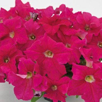 Петунія Саксесс F1 темно-рожева (deep pink) /500 насінин (драже)/ *Benary*