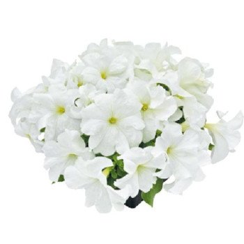 Петунія Саксесс F1 HD біла (white) /500 насінин/ Benary