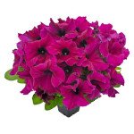 Петуния Саксесс F1 HD бургунди (burgundy) /500 семян/ *Benary*