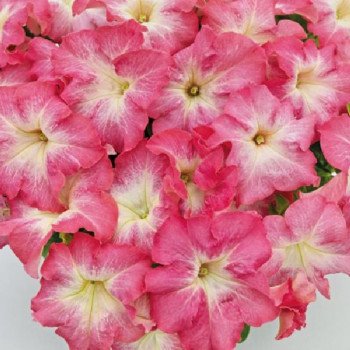 Петуния Саксесс F1 HD салмон морн (salmon morn) /500 семян/ *Benary*