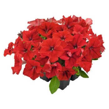 Петуния Саксесс F1 HD красная (red) /500 семян/ *Benary*