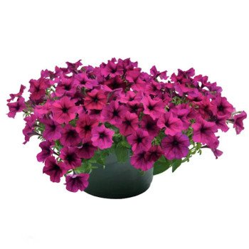 Петуния Саксесс F1 TR бургунди (burgundy) /100 семян/ *Benary*