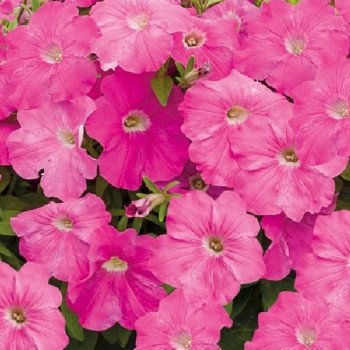 Петунія Саксесс F1 TR пінк (pink) /100 насінин/ *Benary*